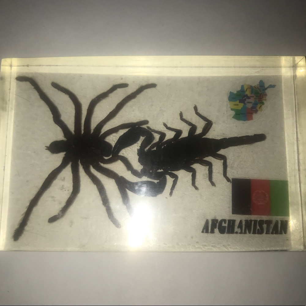 SCORPION AND SPIDER COLLECTABLE